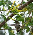 CalypteAnna 2642.JPG