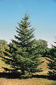 Picea glauca tree.jpg