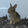 OurPets3.gif