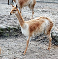 Wikunia mlode Zoo Lodz.jpg