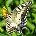 Old World Swallowtail. Libya.jpg