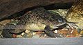 African Clawed Frog.jpg
