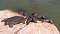 AlexanderRiver Turtle.JPG