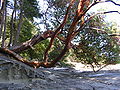 Arbutus sandstone.JPG