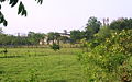 Arrocera Tuxtepec.JPG