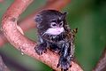 Baby tamarin.JPG