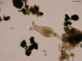 Bdelloidea1 w.jpg