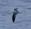 Blackwinged petrel upperwing jun08.JPG