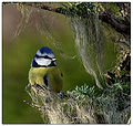 Blue tit pho.jpg