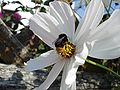 Bombus lapidarius2.JPG
