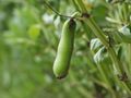 Broad bean.jpg