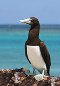 Brown boobytern .JPG