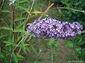 Buddleja-davidii.JPG