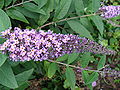 Buddleja davidii.003.JPG