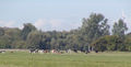 Bueklau pferde 03.JPG