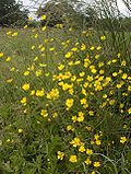 Buttercups (wild)-KayEss-1.jpeg