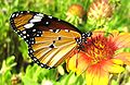 Butterfly. Libya.jpg