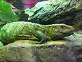 Caiman-lizard-2.jpg