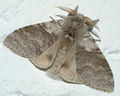 Calliteara pudibunda.jpg