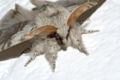 Calliteara pudibunda2.jpg