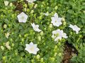 Campanula carpatica Weisse Clips.JPG