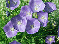 Campanula carpatica a1.JPG