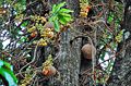 CanonBall tree2.jpg