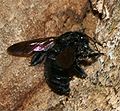 Carpenter bee at work.jpg