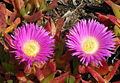 Carpobrotus edulis.JPG