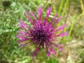 Centaurea scabiosa detail.jpeg