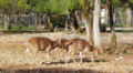 Cerf axis Gramat.jpg