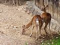 Cervus eldii.jpg