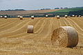 Champs DSC01392.JPG