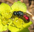 ChrysisIgnitaOnChrysosplenium alternifolium.jpg