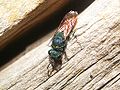 Chrysis ignita 01.JPG