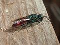 Chrysis ignita 02.JPG