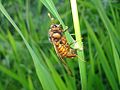Cimbex sp. 01.JPG