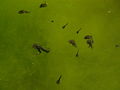 ClawedFrogLarvaeUnidentified.JPG