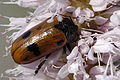 Clytra.laeviuscula.jpg