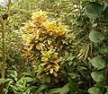 Codiaeum variegatum BZ ies.jpg