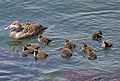 Common-Eider.jpg