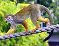 Common.squirrel.monkey.arp.jpg