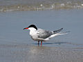 Common Tern.jpg