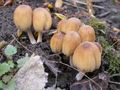 Coprinus micaceus.jpg