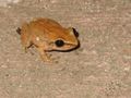 Coqui.JPG