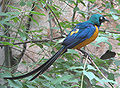 Cosmopsarus-regius.jpg