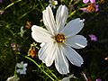 Cosmos bipinnatus-2.jpg