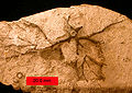 CrinoidHoldfastRoots.JPG