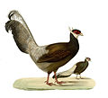Crossoptilon auritum.jpg
