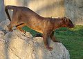 Cryptoprocta ferox01.JPG